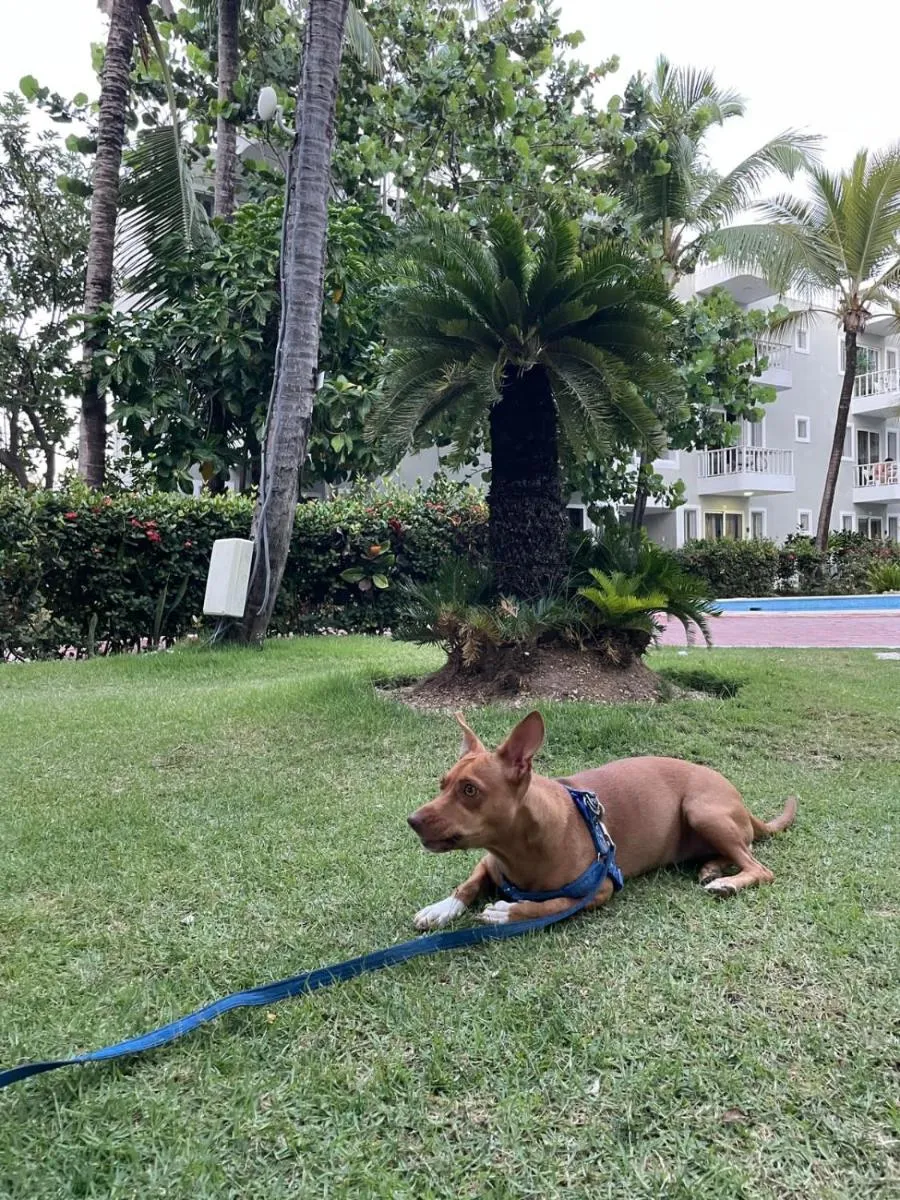 Image 5 of Punta Cana Pool Sol Caribe