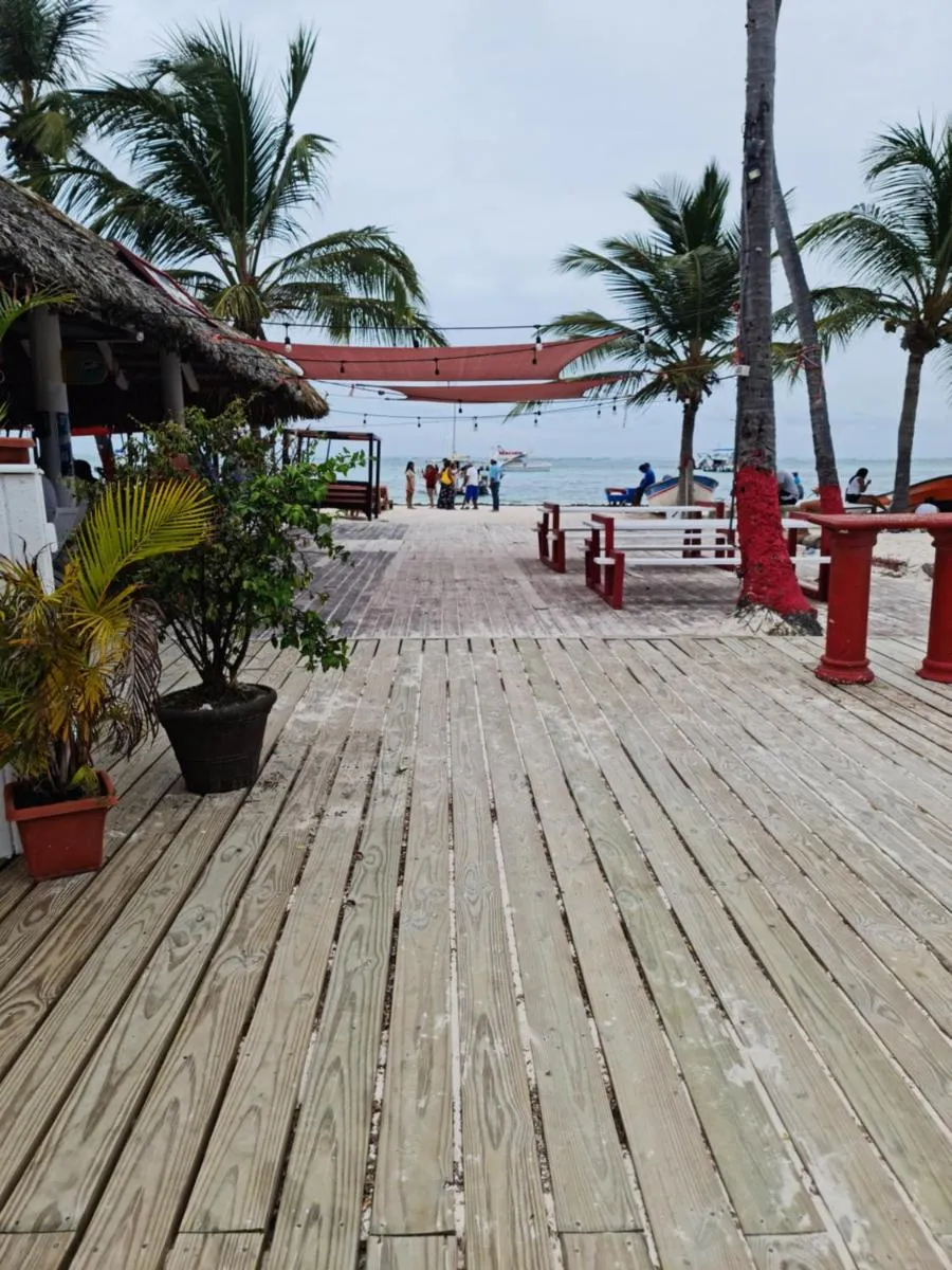 Image 6 of The Rose in paradise I